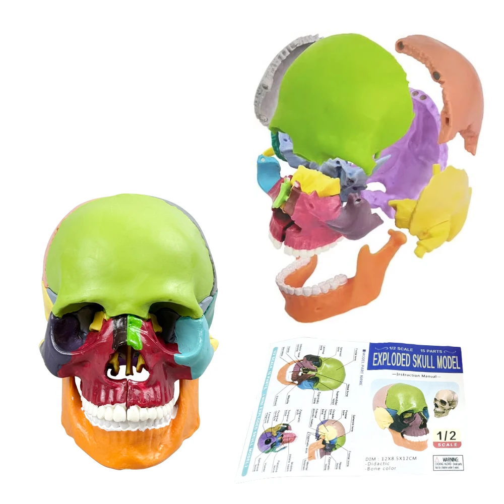 Dental Colors Skull Model Detachable Teaching Skull Anatomy Model Medical Simulation Anatomy Demonstration Model - Image 6