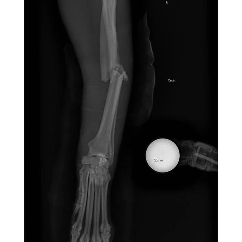 Imagem -06 - Instrumento Ortopédico Veterinário Bola de Referência de Raio x Radiográfico