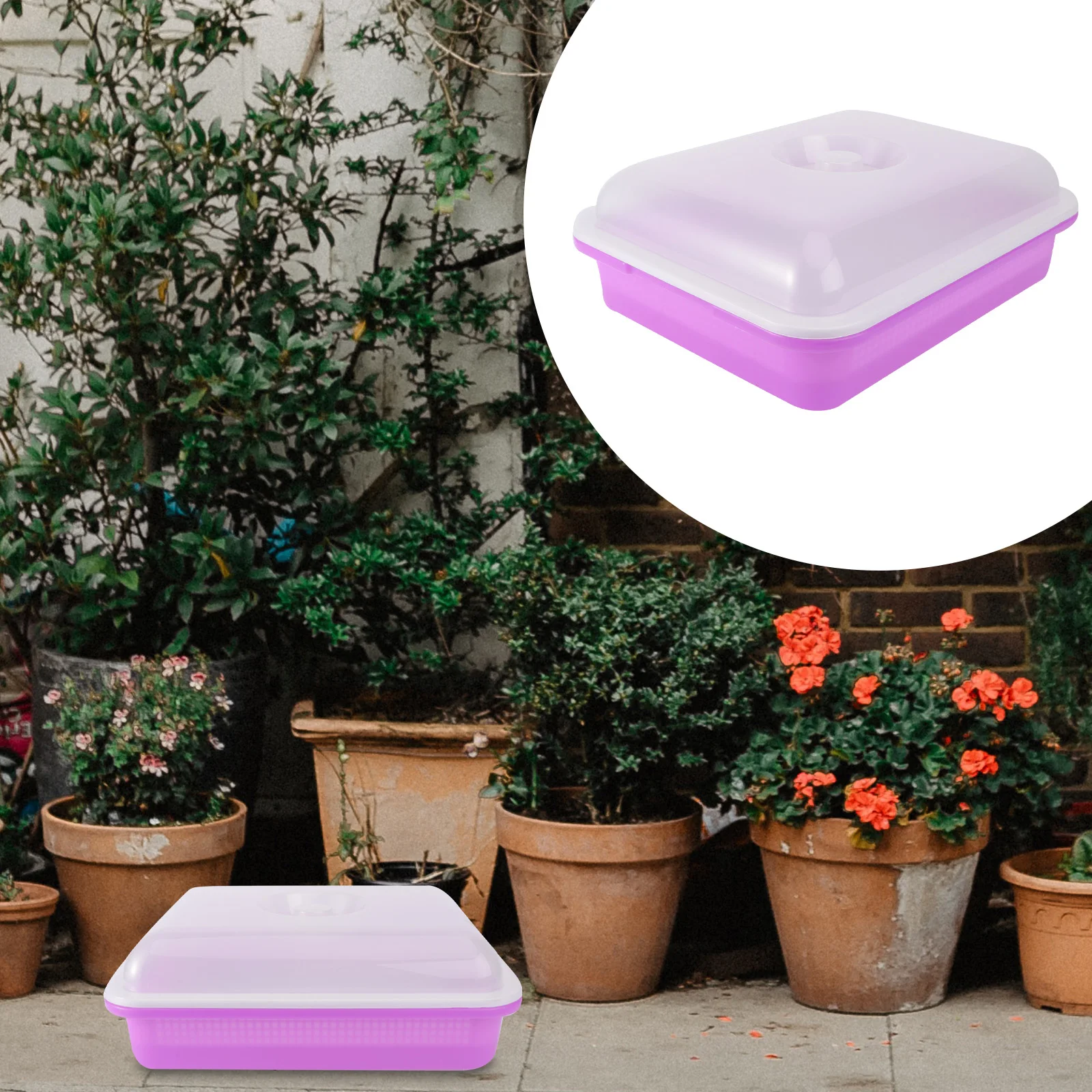 

Sprouting Tray Veggie Pot Lid Purple PP Material Heat Moisture Preservation Easy Rooting Faster Growth Soilless Hydroponic