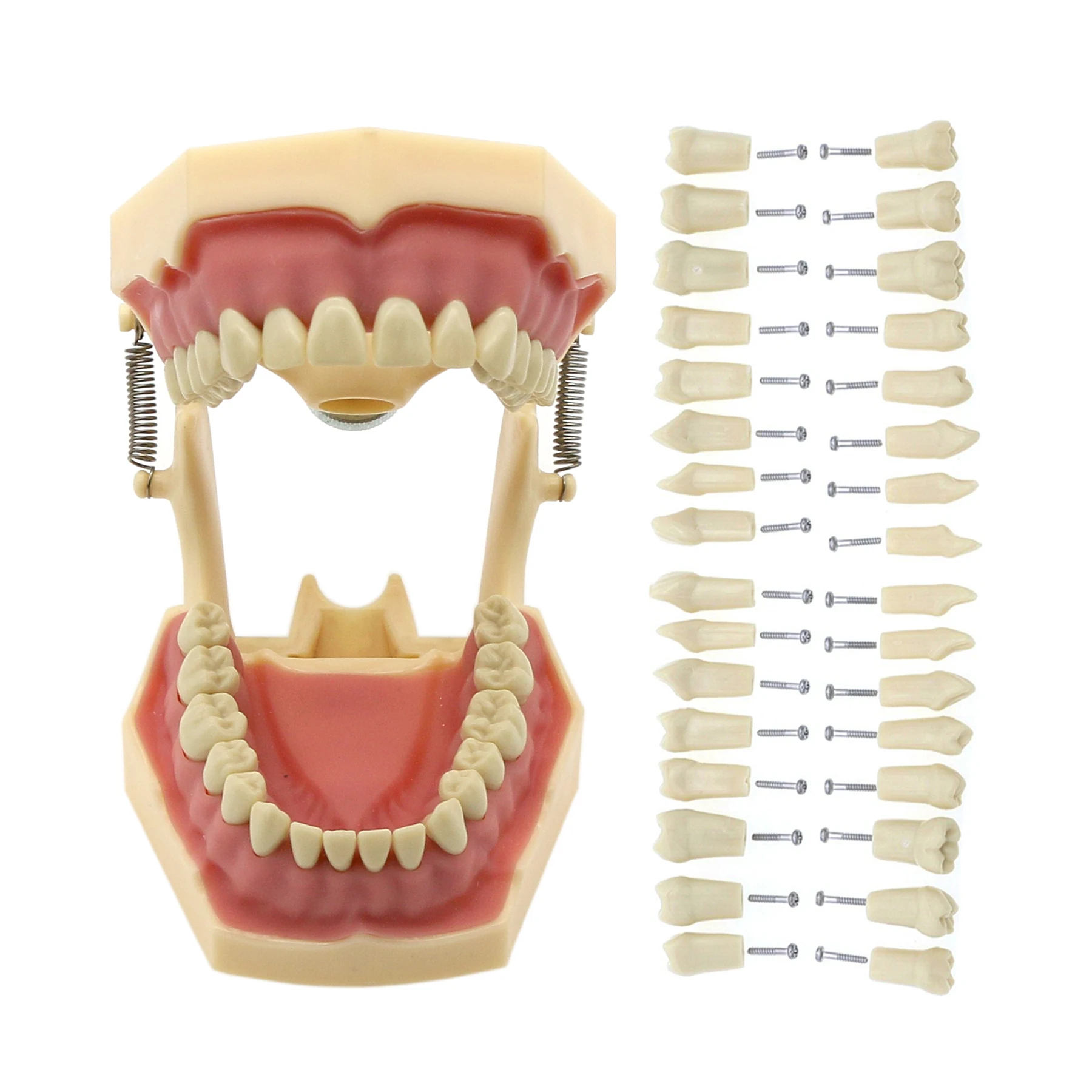 Frasaco  AG3 Type Fit Dental Typodont Standard Model M8014-2 With 32Pcs Screw-in Teeth Practice Filling Restoration Demo M8022-2