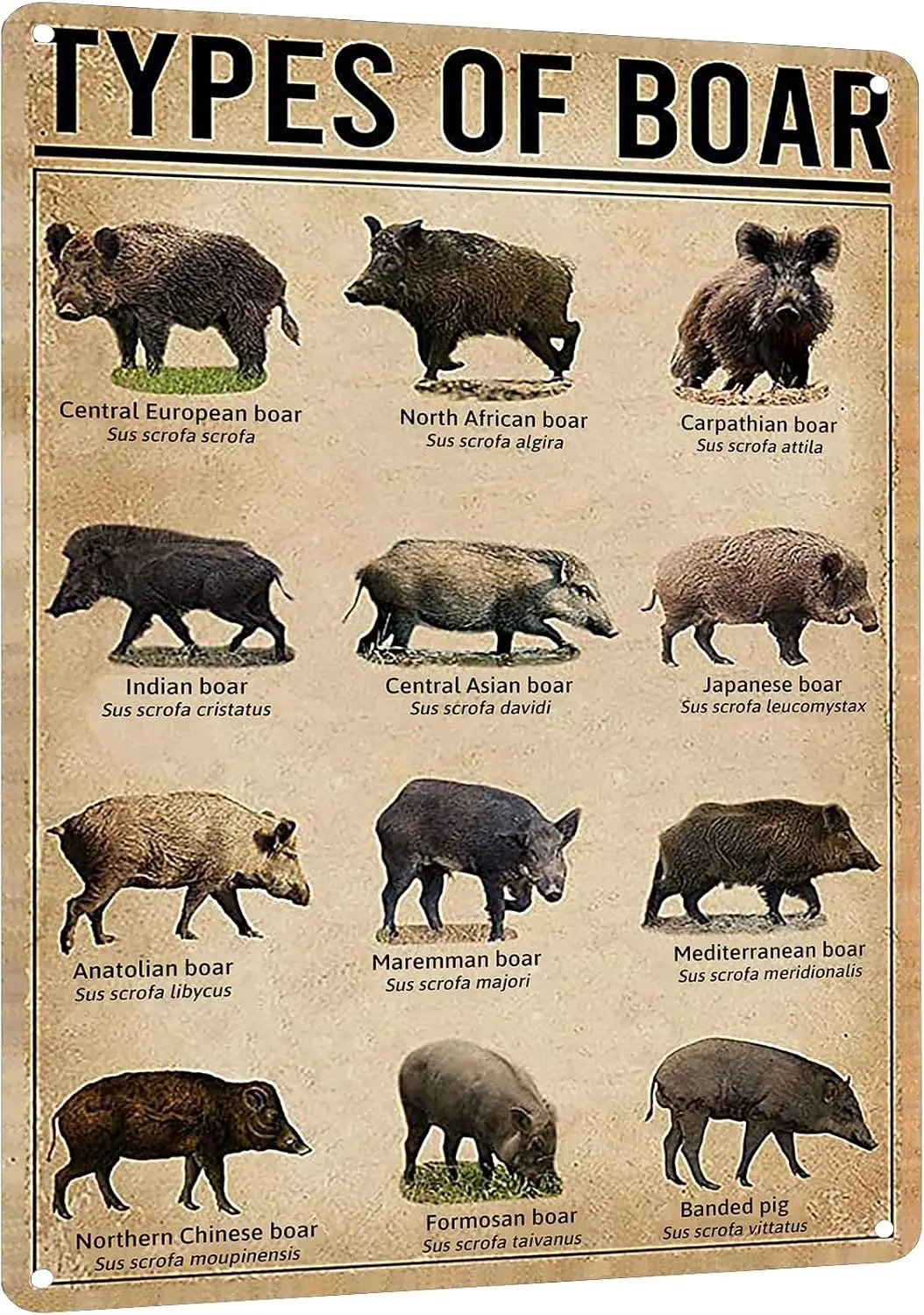 HYBLOM Types Of Boar Educational Metal Poster - Vintage Farm, Farmhouse, Zoo, Club Wall Decor Tin Sign, Gift for Farmers, K sign