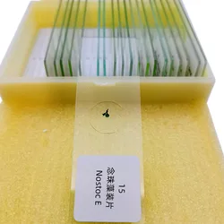 20Pcs Protozoa and Algae Microscope Education Prepared Slides Set