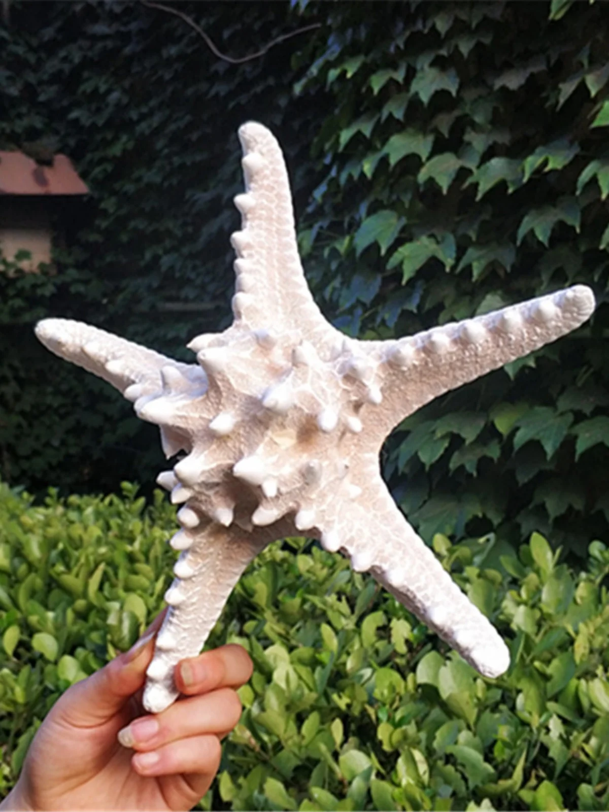 Natural Dried Sea Star - Super Starfish Decor, Creative Base for Scenery Setting, Soft Decor for Tropical Beach Themes view 3