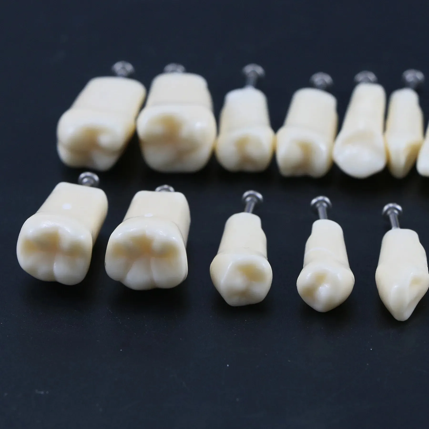 Dental Teeth Model Typodont Screw-in Replacement Teeth fit NISSIN 500 Type Dentistry Preparation Training Teaching