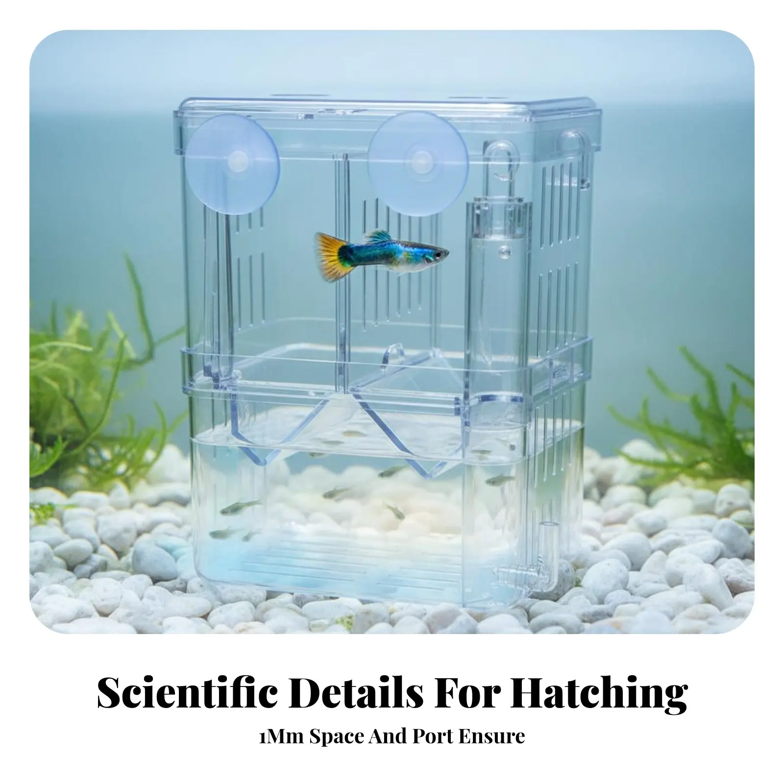 Picture 6: Aquatic Fry Separation Box Thickened and Sturdy Aquatic Breeding Box Buoyant Fry Hatchery Multifunctional Guppy Breeding