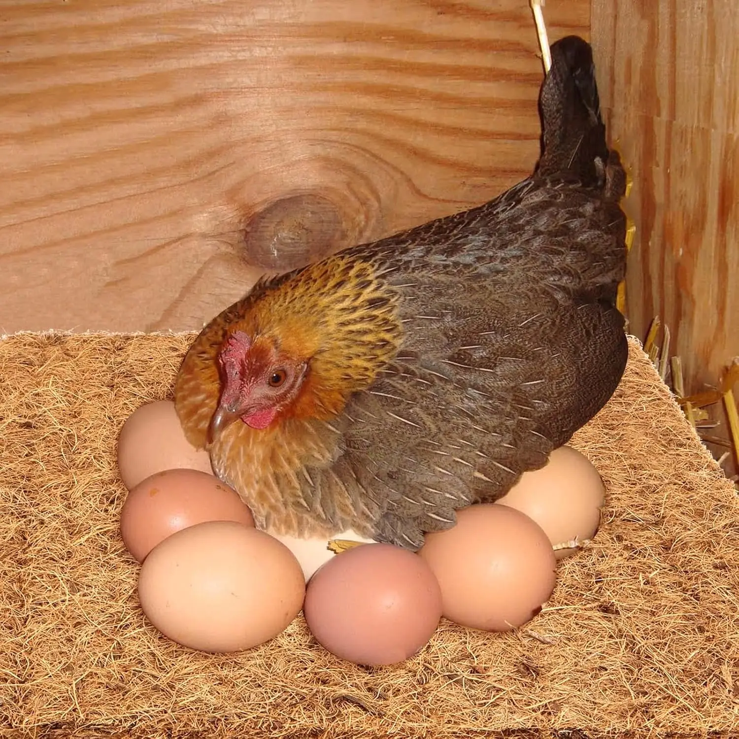 10 Pack Coconut Fiber Nesting Box Liners Chicken Nesting Pads Chicken Coop Bedding Mats Bulk Poultry Supplie for Hen Laying Eggs