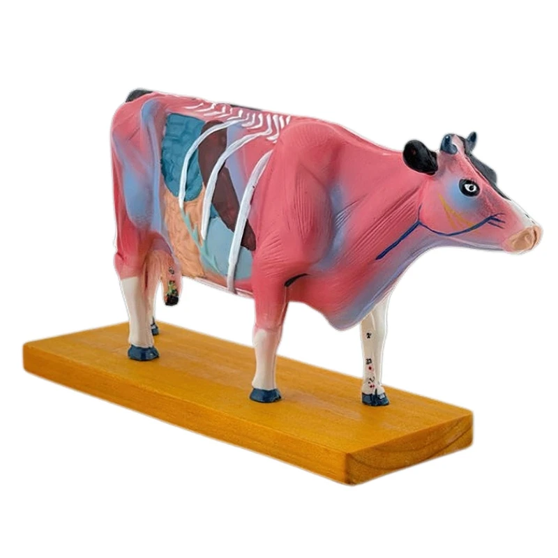 Cattle Anatomy Model for Acupuncture and Moxibustion, Animal Anatomy Model