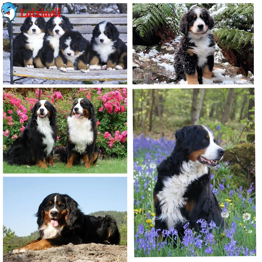 Bernese mountain dog Full Drill 5D Diamond Painting pet hobby picture Embroidery Craft Picture Mosaic Rhinestone animal decor