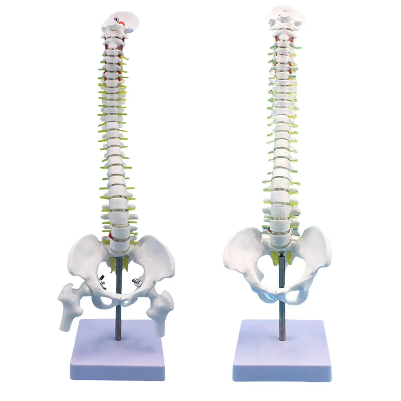 Human Spine Model Skeleton 17.7inch for Teaching Aid Learning Education Tool