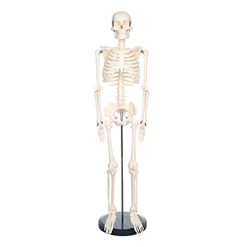 Modello di scheletro umano per anatomia 85cm osso intero bianco puro include gambe rimovibili forniture per aule mediche insegnamento