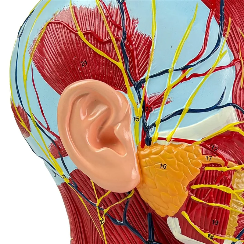 Life-Size Human Anatomy Model Of The Head And Neck, Detailed Neurovascular And Muscular Structures, 81 Labeled Parts