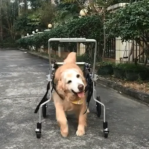 PW03 Customize OEM 4 Wheels Pet Dog Cat Walking Assistance Walker Wheelchair Cart for Front Back Legs Paralyzed Old Pet Dog Cat