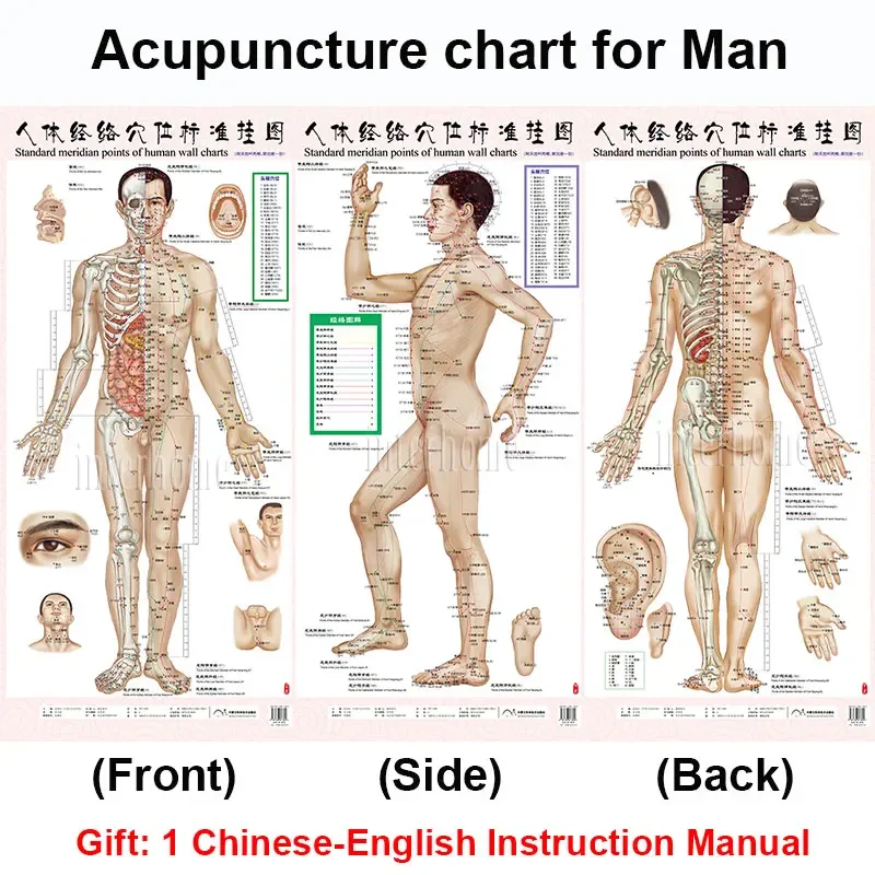 Standard Meridian Acupuncture Points Chart and  ZhenJiu Moxibustion Acupoint Massage Chart for Head Hand Foot Body Health Care