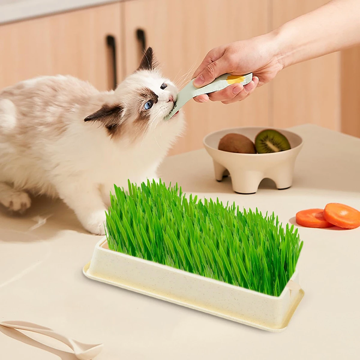 Cat Grass Cultivation Cat Grass Planting Box Cat Grass Seeder Hydroponic Box Wheat Potato Cultivation Tray Basin Multipurpose