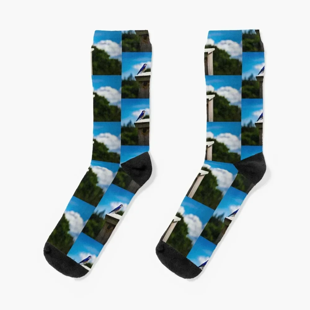 Bluebird On Nest Box Socks winter gifts floral Stockings with print Socks Men's Women's