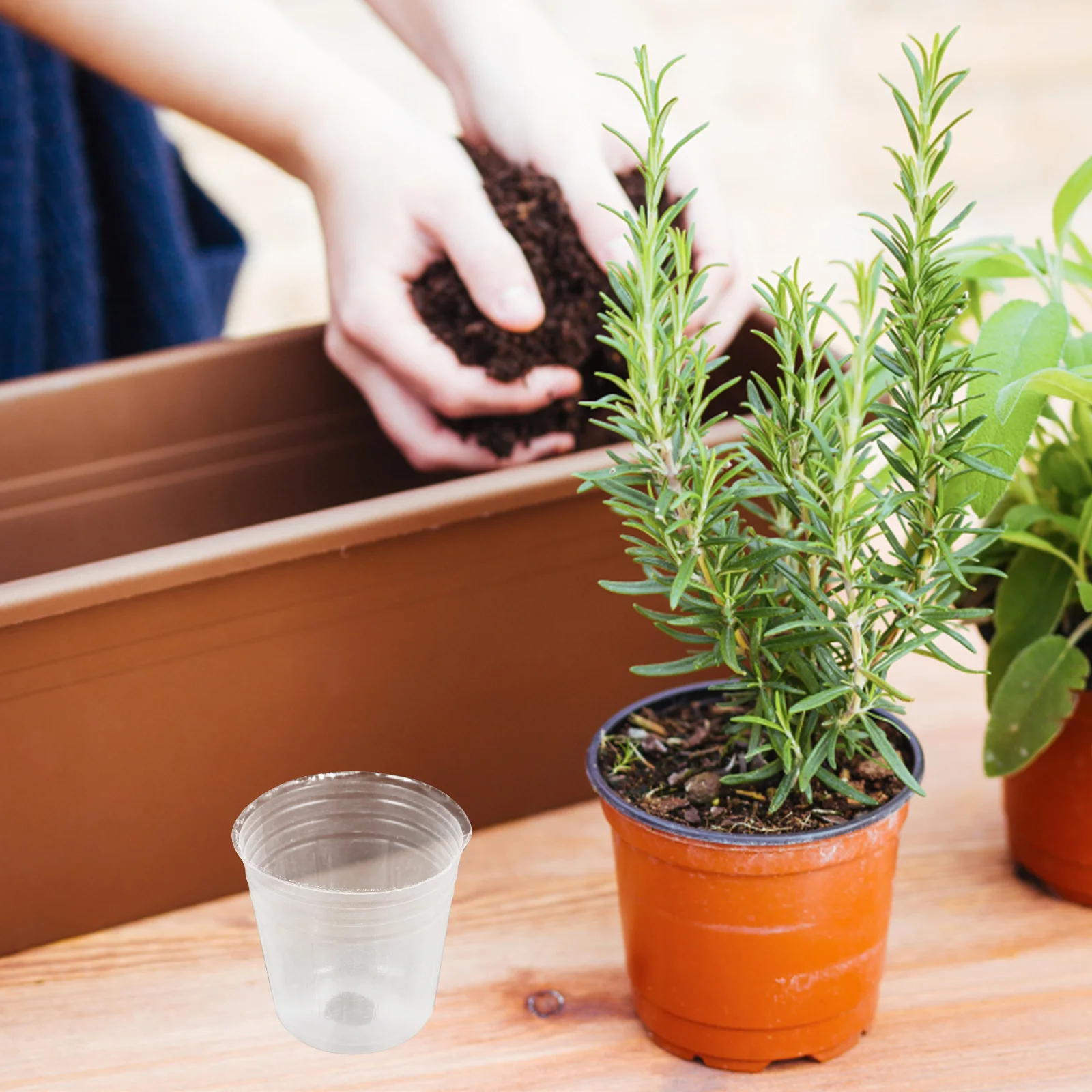 

50pcs Nursery Cups Clear Plastic Plant Pots Drainage for Succulents Landscape Plants Lightweight for Plant