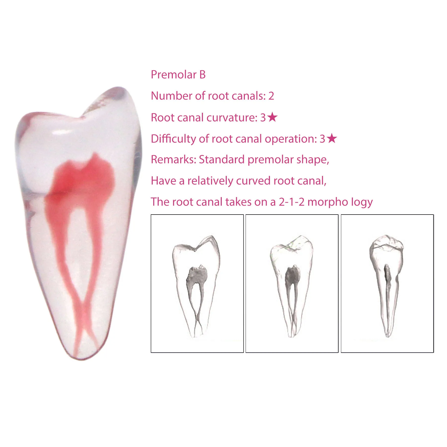 

Premolar B 1PC 3D Dental Root Canal Model Practice Model Root Canal Therapy Resin Model Endodontics RTC