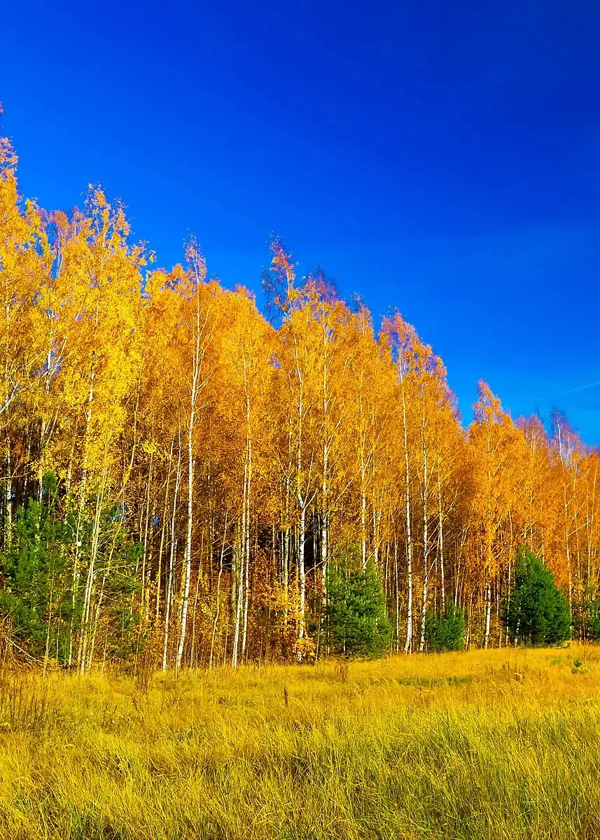 2026 Refreshing And Healing Autumn Forest Leaves Art Posters Canvas Printing Living Room Entrance Sofa Wall Decoration