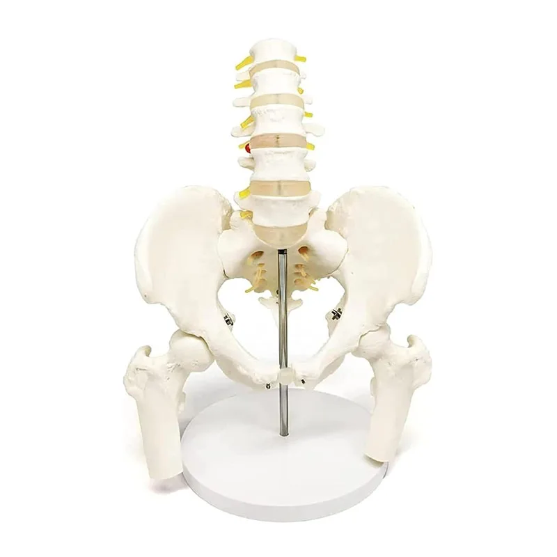plvico-humano-con-cinco-vertebras-lumbares-y-femur-modelo-ortopedico-de-columna-vertebral-esqueleto-material-escolar-de-anatomia