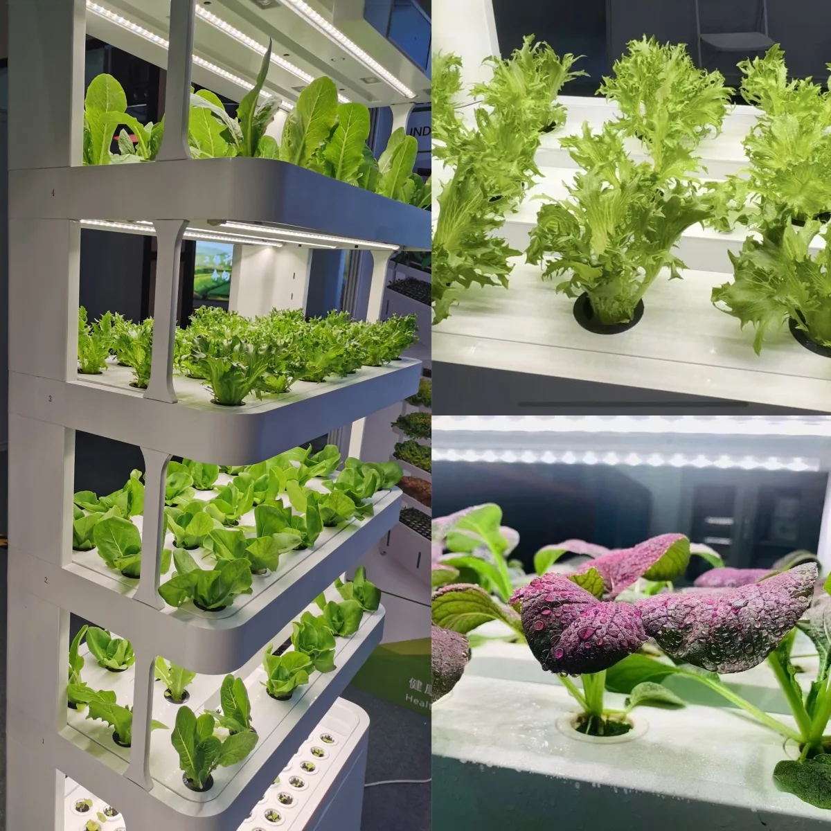 نظام النمو المائي الذكي الداخلي للآلة، نمو المائية الذكية المباشرة من المصنع