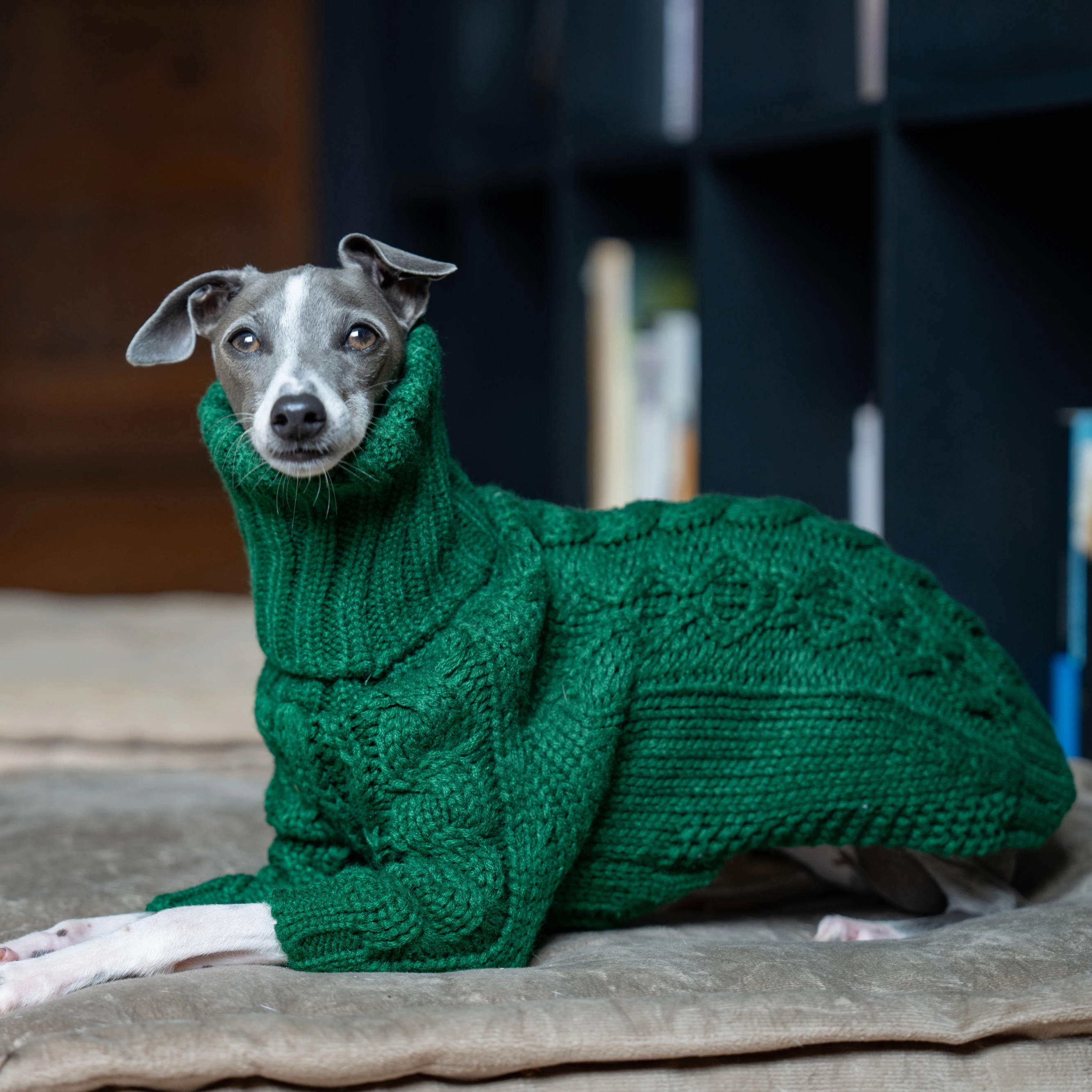 Yeşil balıkçı yaka kalınlaşmış pet kazak İtalyan greyhound whippet iki bacaklı örme köpek giysileri