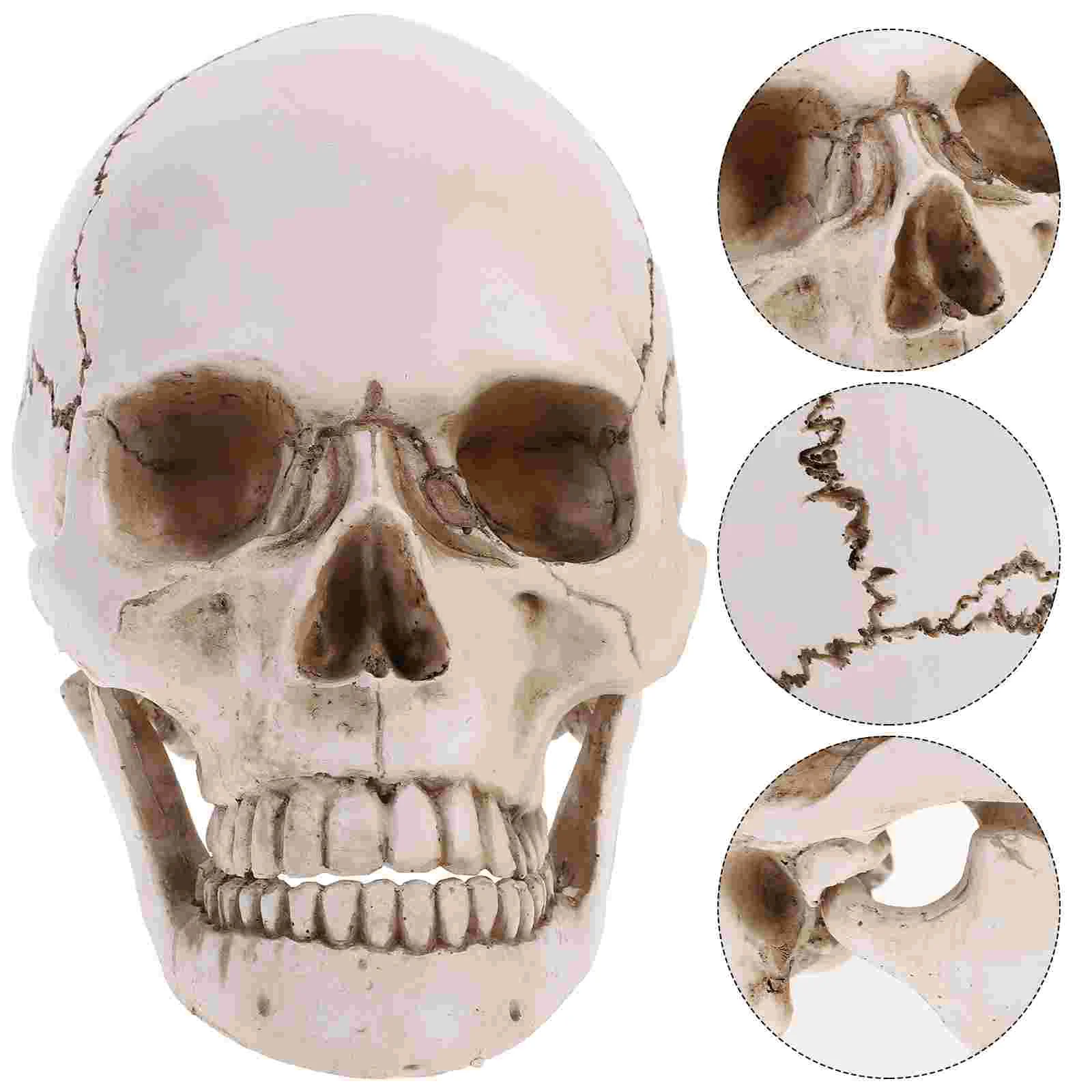 

Mask Outdoor Halloween Decorations Resin Human Anatomical and Tracing Use