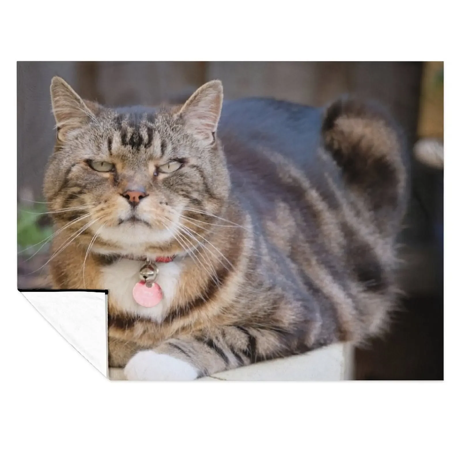 

Grumpy Tabby Throw Blanket Shaggy Bed covers Extra Large Throw blankets and throws Blankets