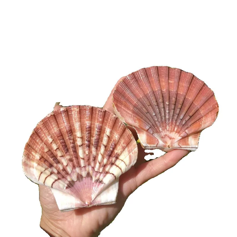 Queen scallop, Creative DIY Fish Tank Landscaping Decoration,Natural Conch and Shell Starfish specimen