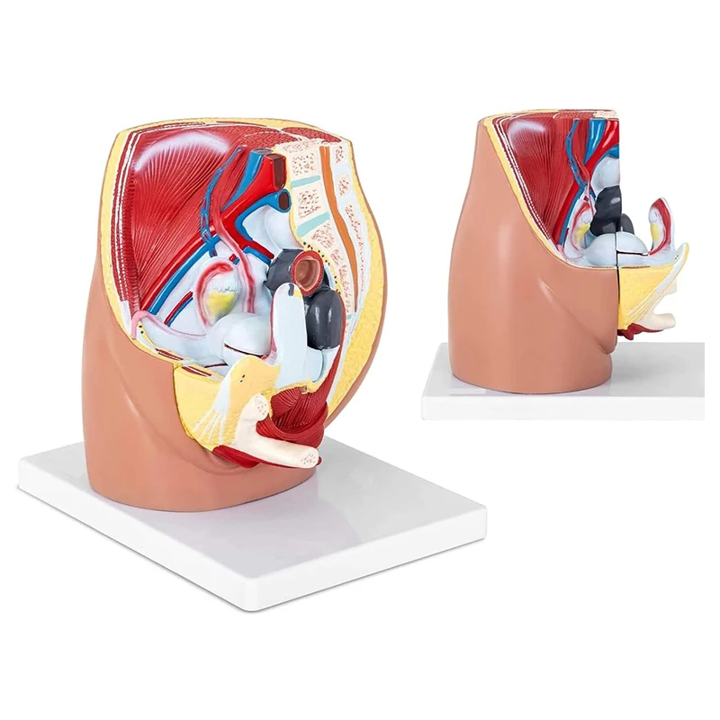 

3-х частей, модель анатомии женского сататального таза, женская узотальная система, репродуктивный орган, медицинская обучающая модель