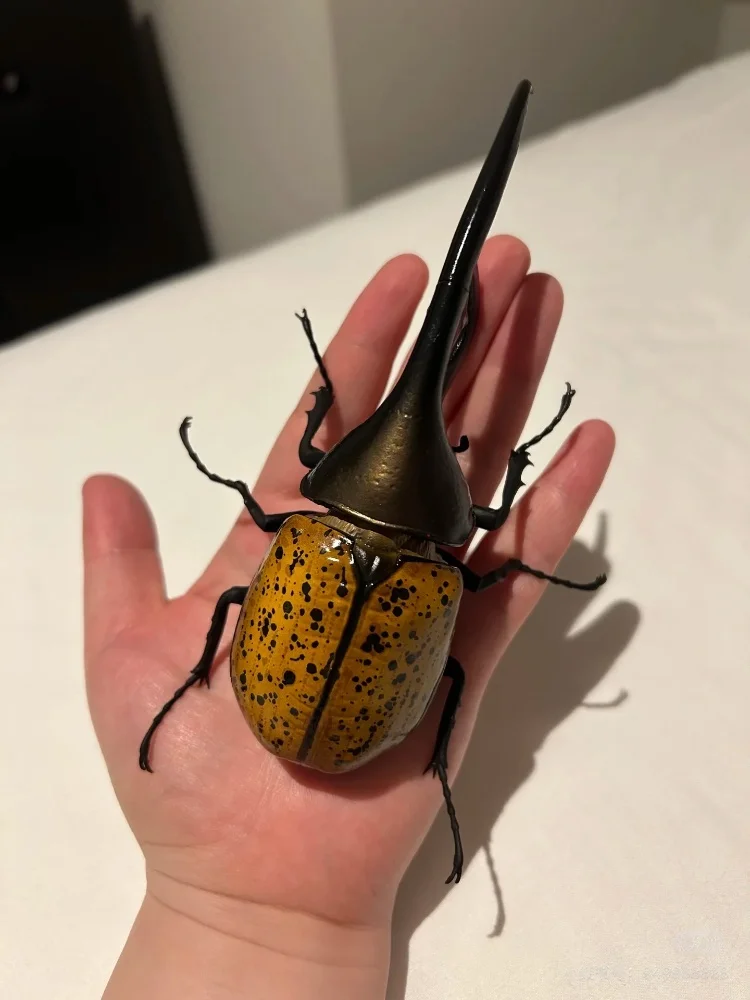 Bandai Chalcosoma Atlas Caucasus Beetle Movable Model Hyper-Realistic Insect Ornament Toy for Collectors Authentic Action Figure