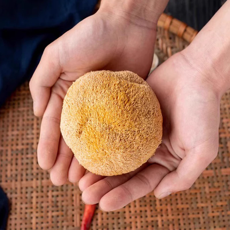 Рисунок 4 - Натуральный гриб с головой обезьяны Changbai Mountain