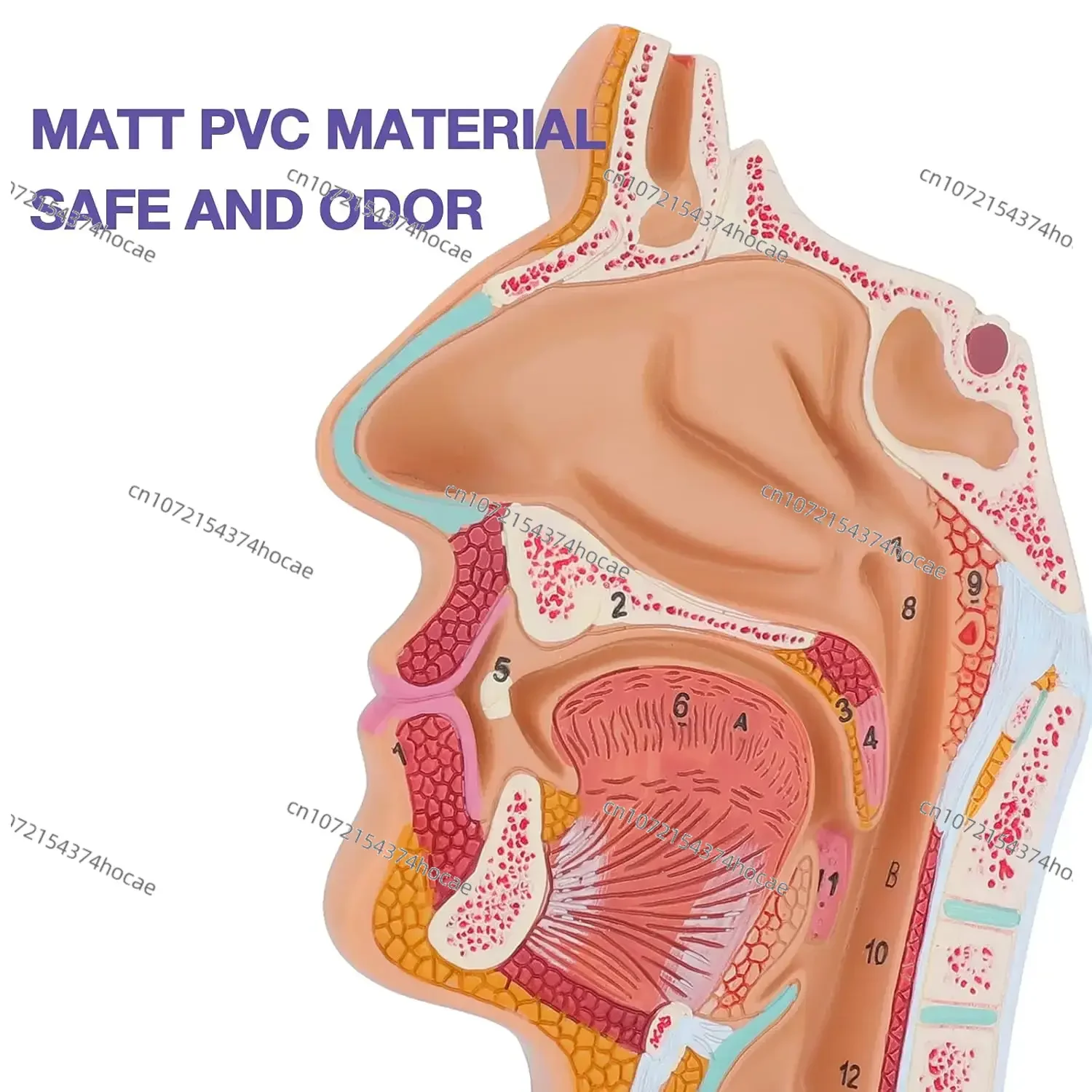 Human Nasal Cavity Throat Anatomy Model  Anatomical Pharynx Larynx Model for Study Teaching4.7×4.7×9.5 inch
