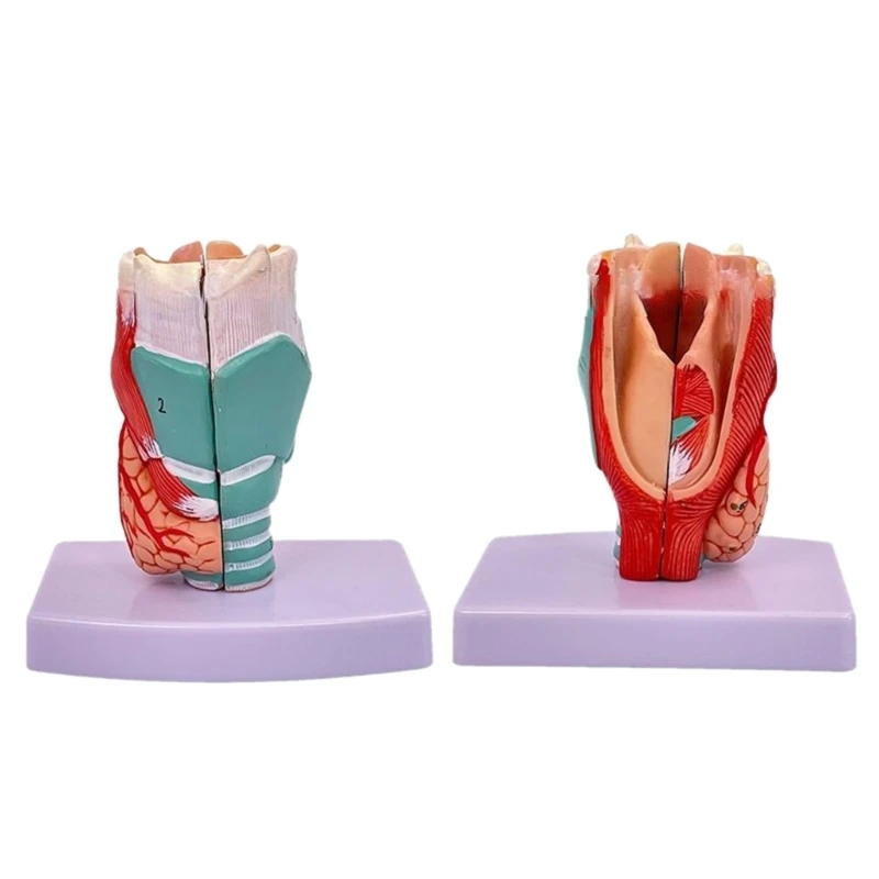 Human Larynx Anatomy Model, Life Size Anatomical Larynx Model Detachable