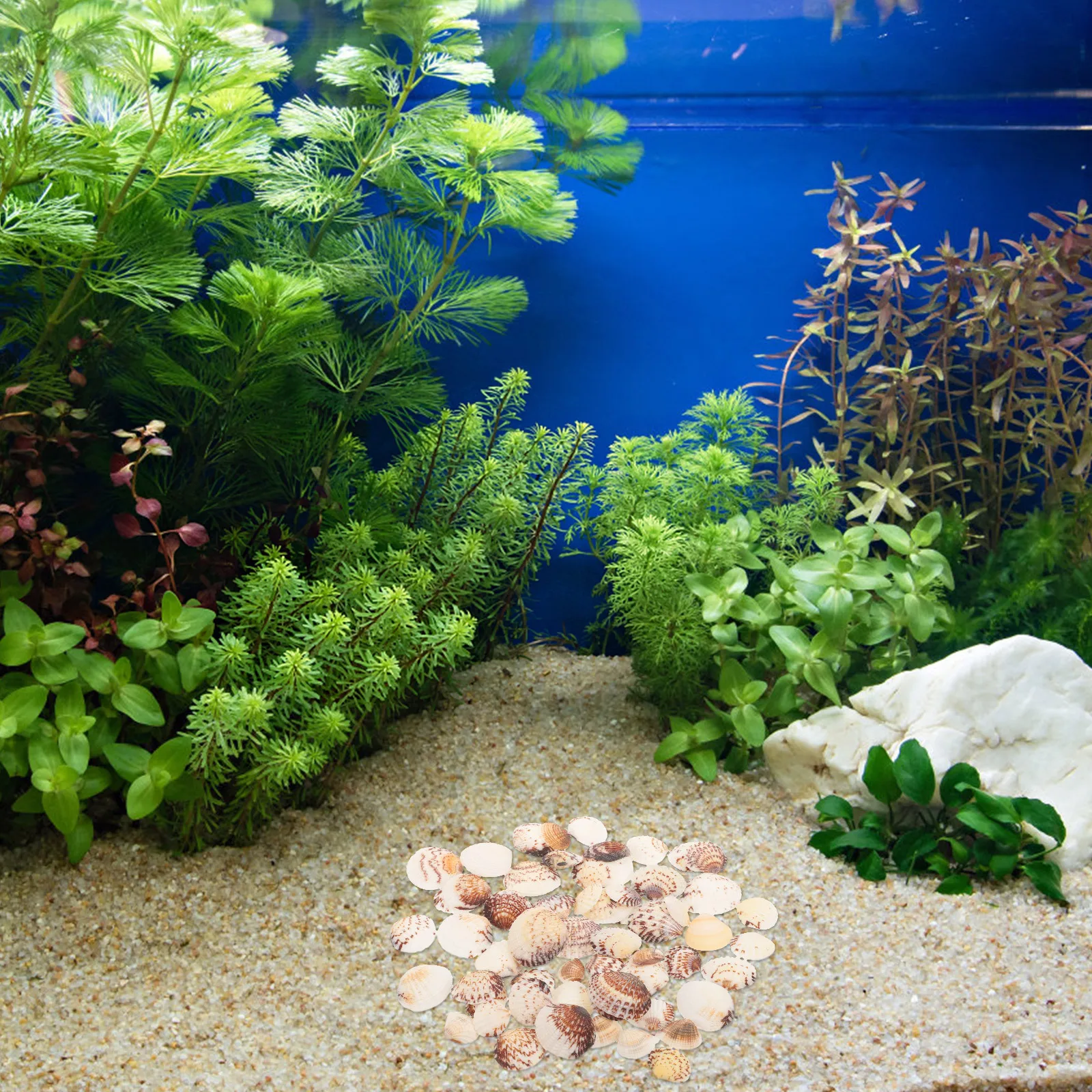 

1 Bag Small Natural Clam Shells Small Sea Shells Fish Tank Decor Vase Filler DIY Craft Supplies DIY Handicraft Accessory