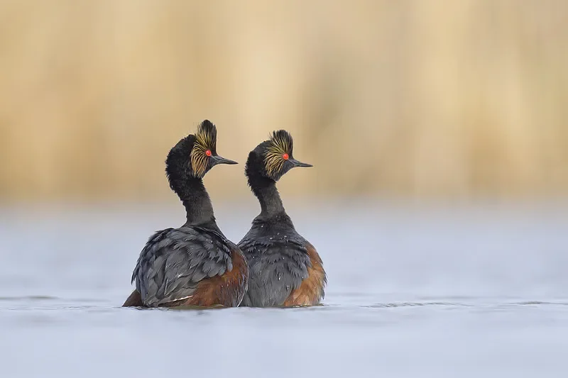 

2 пары пропеллеров Gemfan Hurricane 51499-3 — 5,1X4,99 3-лопастной ПК (CW и CCW), высокоскоростной для FPV Racing 2205-2306 моторных дронов