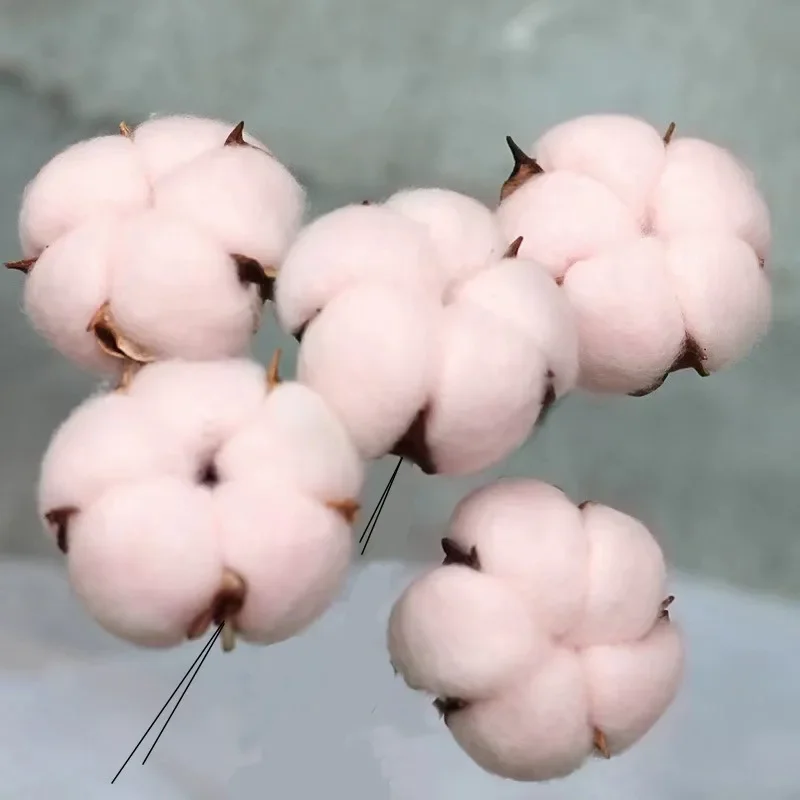 10 Stück Natürliche Getrocknete Blumen Baumwolle Künstliche Pflanzenblumen für Hochzeits- und Partydekoration Kunstblumen Heimdekoration Baumwollköpfe