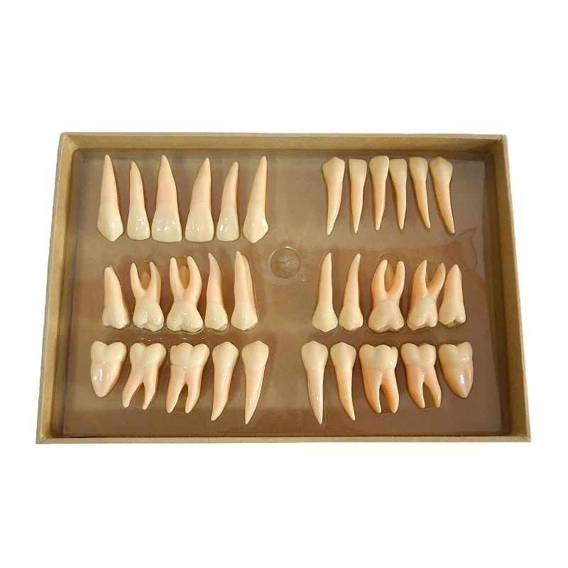 model dentals quality  twice permanent teeth model  for medical dentals teaching model