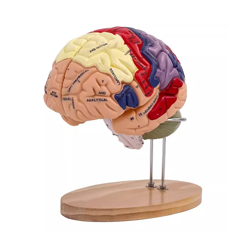 Modelo anatómico del cerebro de 2 partes, función del cerebro con enseñanza marcada, modelo de anatomía médica de la corteza, MDN002