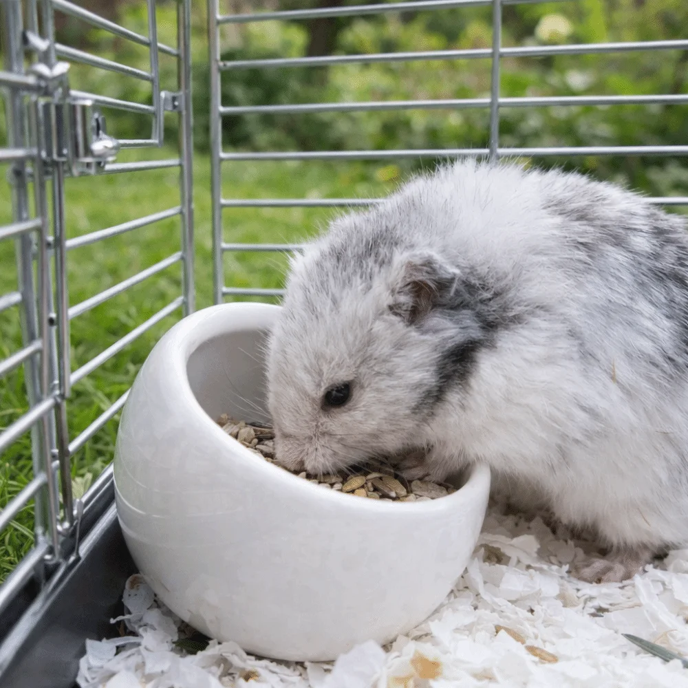 Keramik-Futterschale für Hamster, kippsicher, rutschfest, für kleine Haustiere, verschüttungssicher, mit schrägen Kanten, für Meerschweinchen – Detail 9