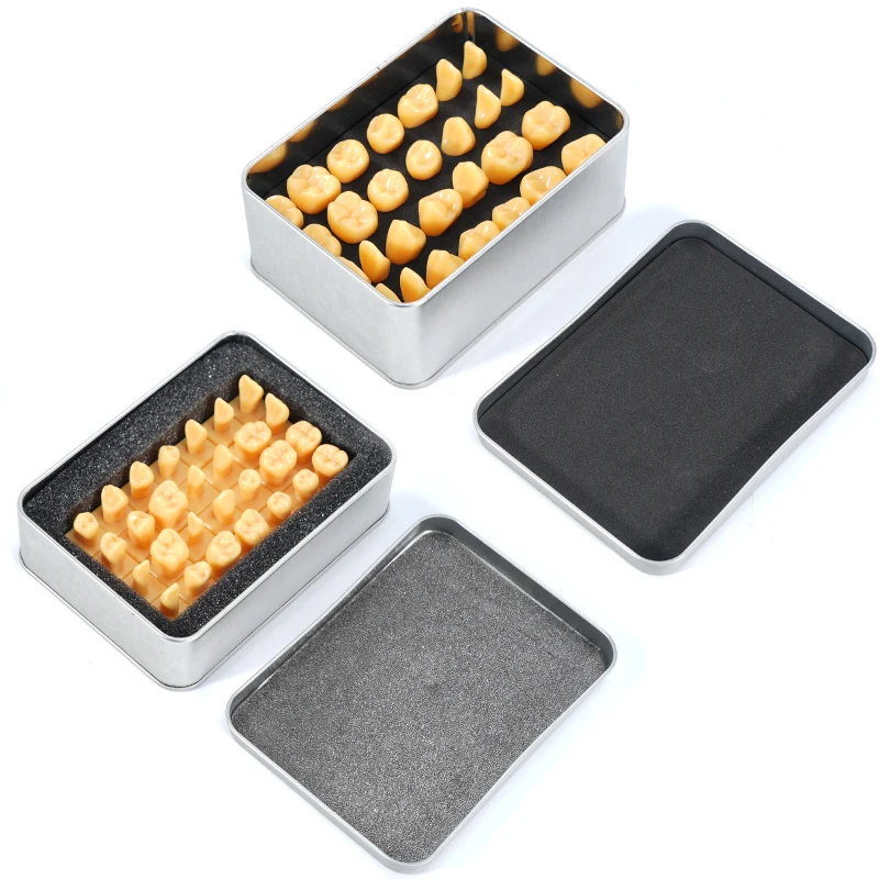 28pcs/box Dental Carving Teeth Model Standard Tooth Structure Comparison Set Dentistry Laboratory Study Demonstration