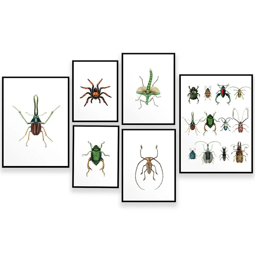 Insect printing, dragonfly, spider, beetle art print, taxidermy poster, colorful, bright, insect decoration printing poster
