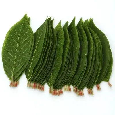

50Pcs Lifelike Artificial Magnolia Leaves Decorative Greenery for Layout and Wedding Photography Prop Use