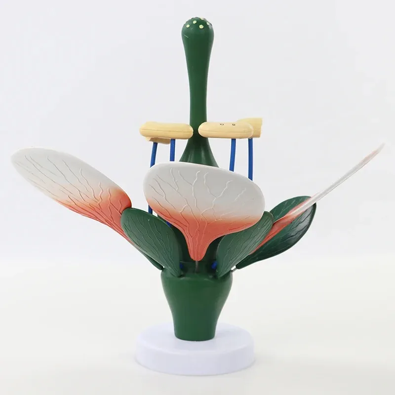 8X الموسع انفصال زهر الخوخ نموذج زهرة ديكوتيلدون هيكل النبات معدات تدريس علم الأحياء التشريحية