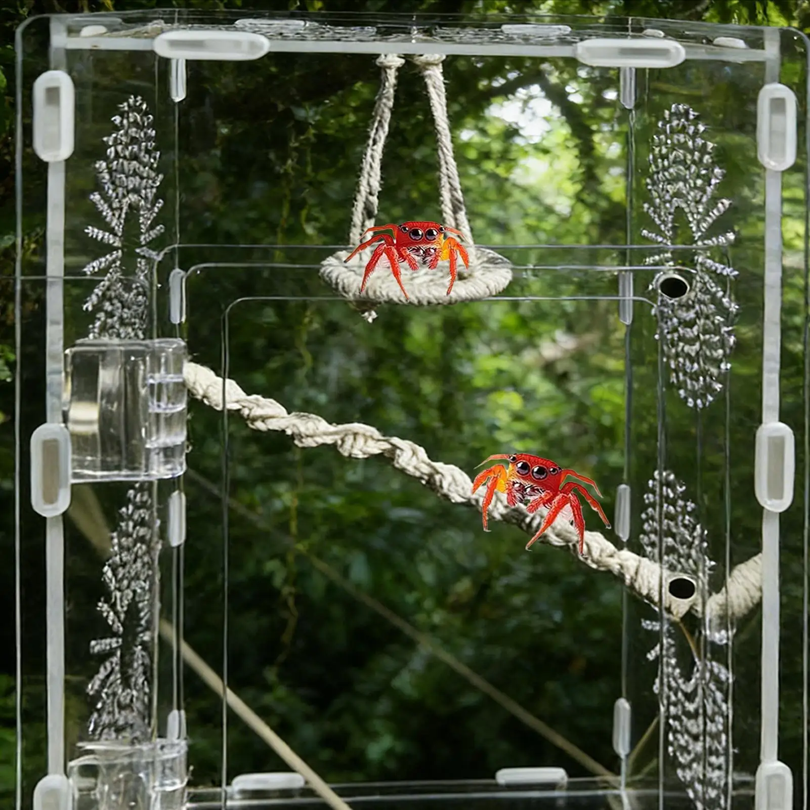 Hängbare Sprungspinnenbrücke, Kletterbrücke für Einsiedlerkrabben, Schaukeln, Sprungstange für Spinnen/Geckos, Kletterleiter, Habitat – Detail 1