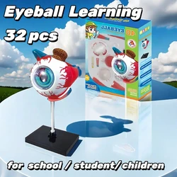 3D Eye Anatomical Model Puzzle, Best Toddler Learning Toys, Educational Toys, Aid Students Learning Educational STEM Toy