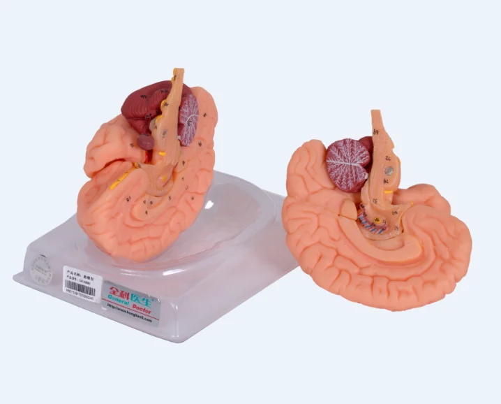 GD/A18201 General Doctor Anatomical Brain Model