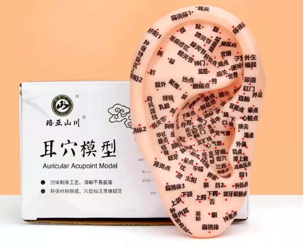 18cm ear acupoint model ear model reflex zone model ear acupuncture model meridian