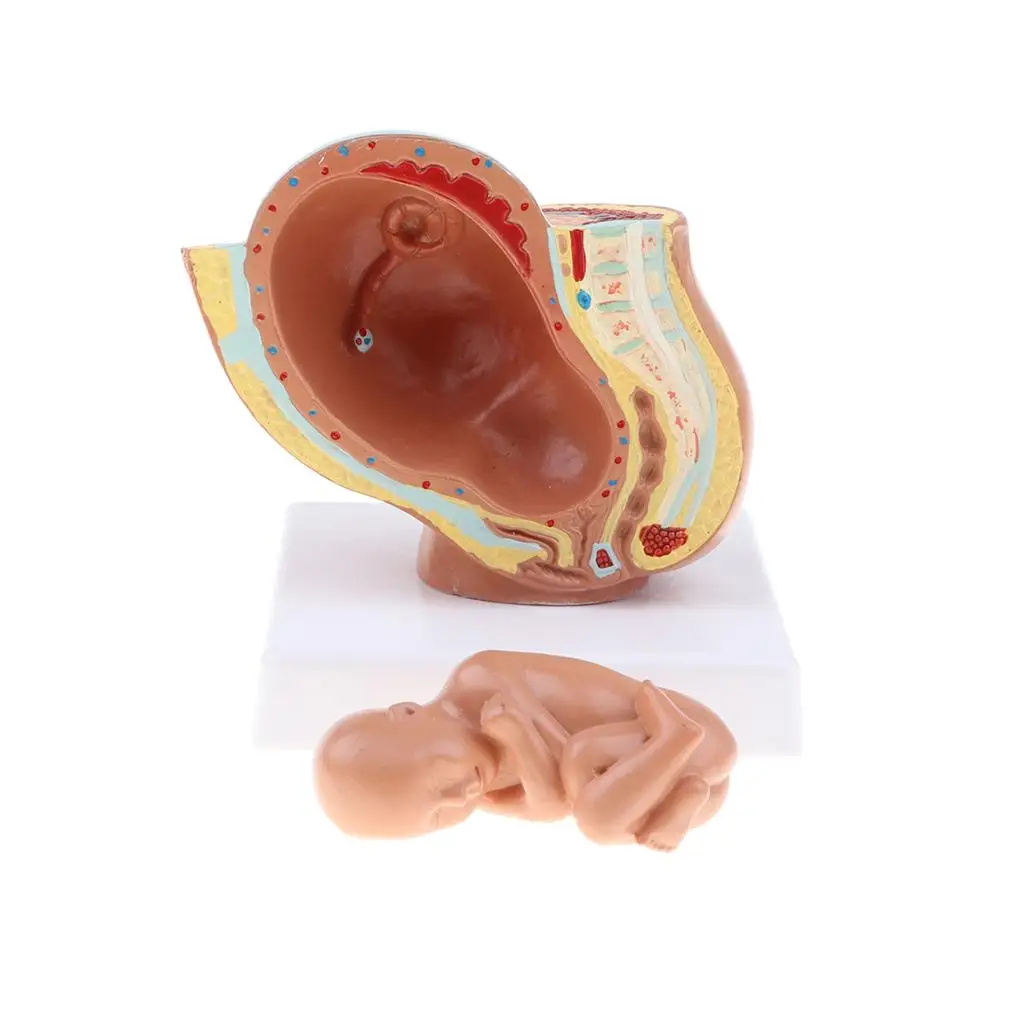 9th Month Fetus/Foetus Models Human Fetal Development Model Lab Supplies