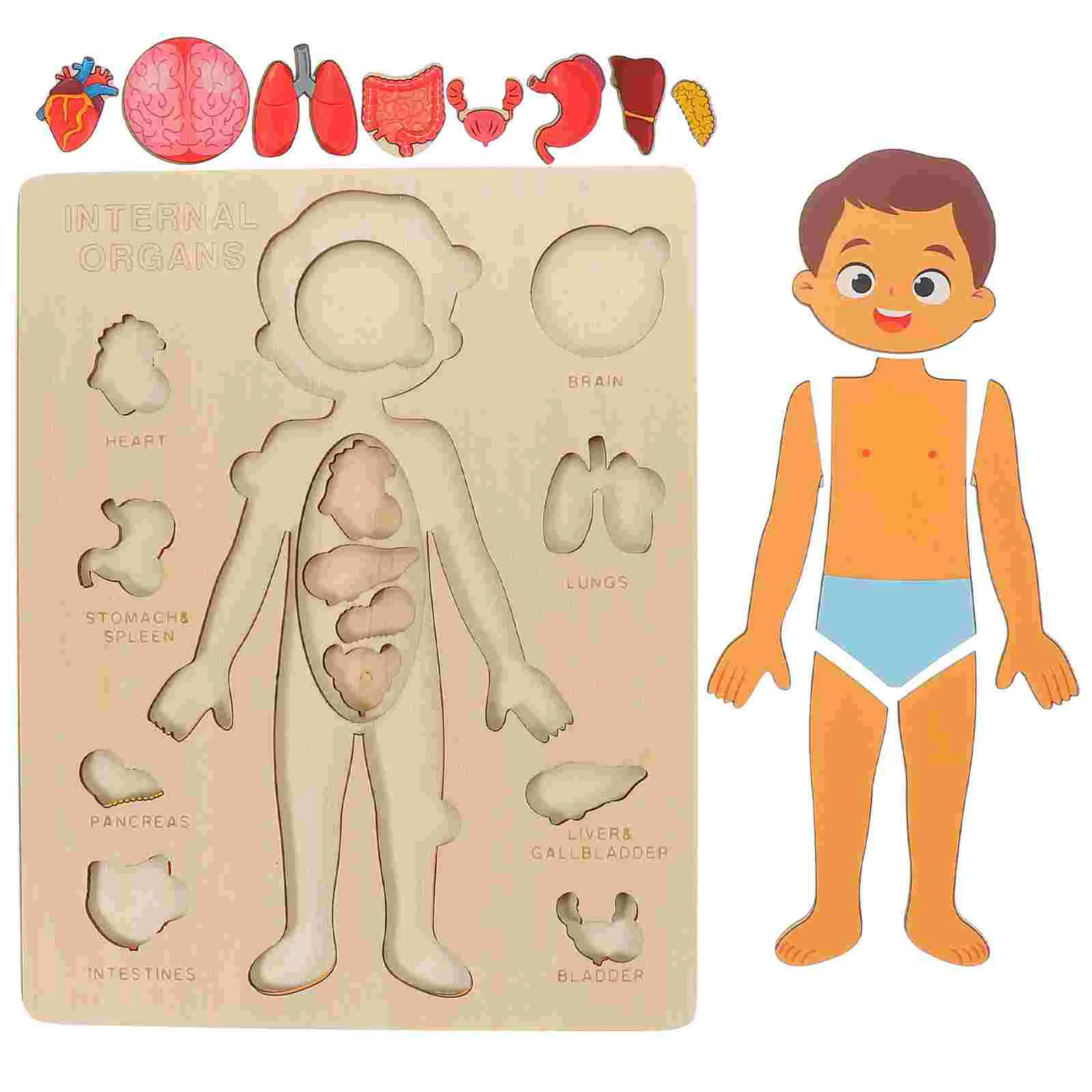 

Human Body Structure Puzzle Jigsaw Organs Educational Toy Three-dimensional Wood Parts Childhood Teaching Aids