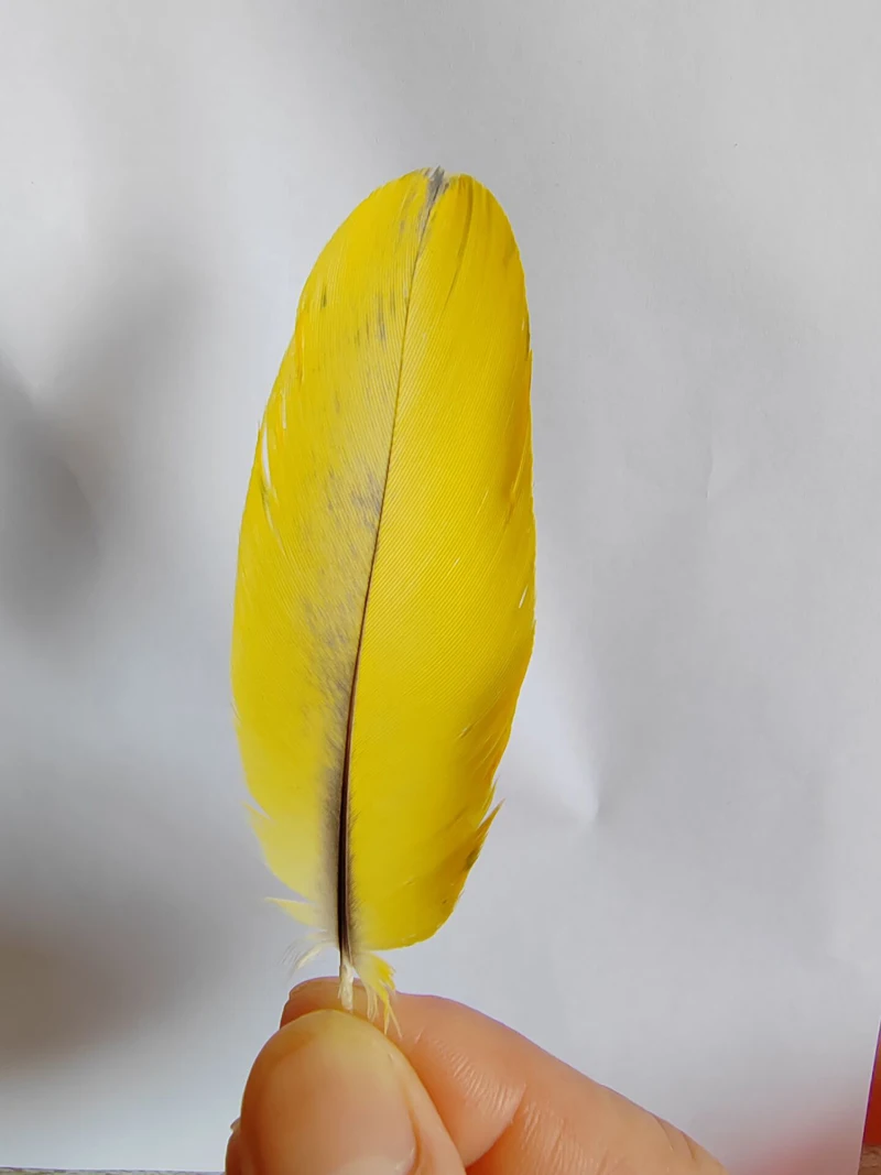 

10Pcs Vibrant Yellow Parrot Feathers,Parrot Plumage FEATHERS,7-10cm long,Top Feathers used for the Kingfisher Craft